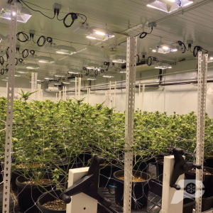 Indoor-grow-room