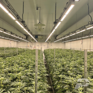 Peninsula Gardens Indoor Grow Room