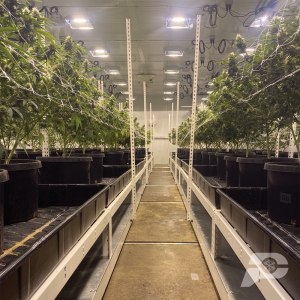Brighter Side Vertical Farms Indoor Grow Room