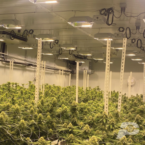 commercial-cultivation-rooms