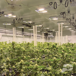 commercial-cultivation