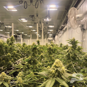 grow-room-wall-panels
