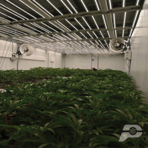 grow-rooms