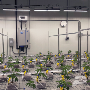 grow-rooms1