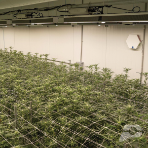 indoor-growing-rooms