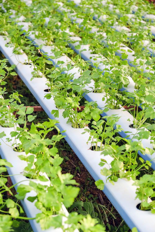 Grow Room for Lettuces