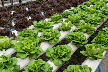 Indoor Hydroponic Room