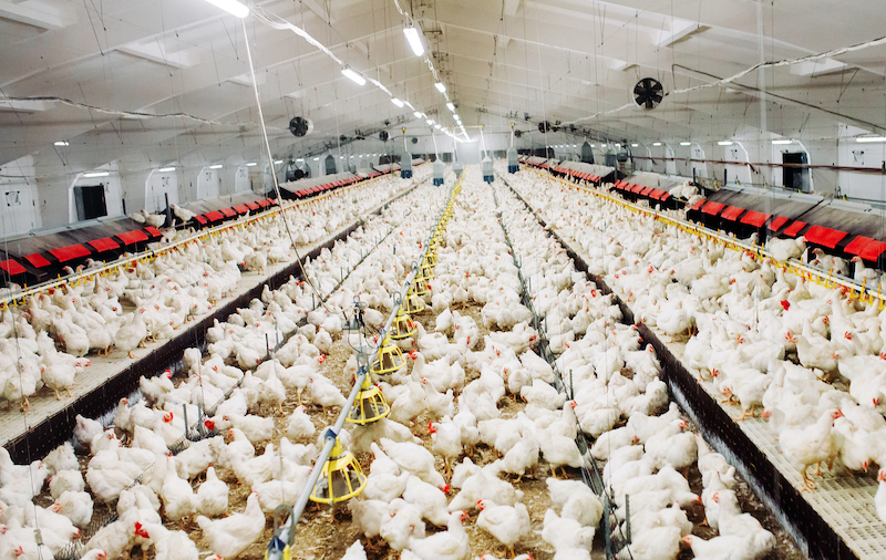 Poultry Processing Plants Chicken Processing Room