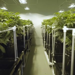 Indoor Grow Rooms | Cannabis Grow Room Wall Panels