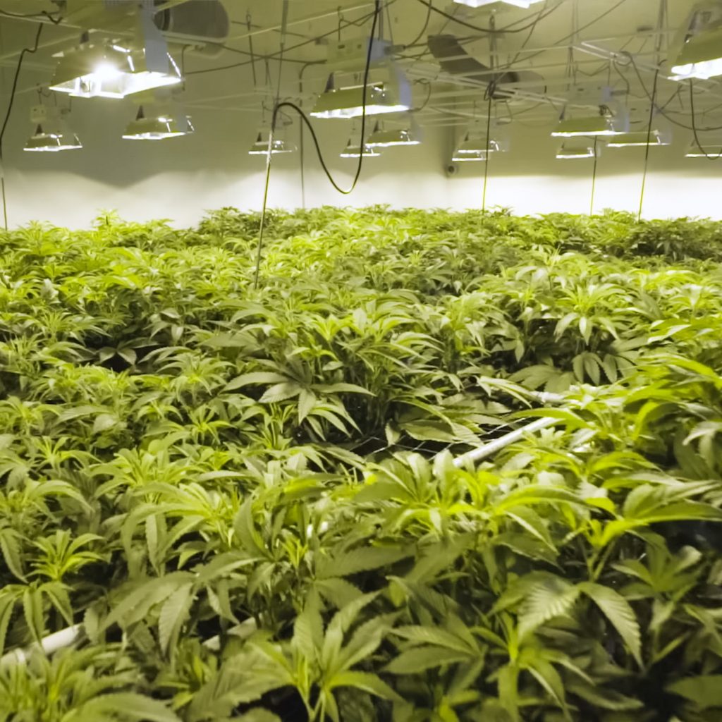 Indoor Grow Rooms | Cannabis Grow Room Wall Panels