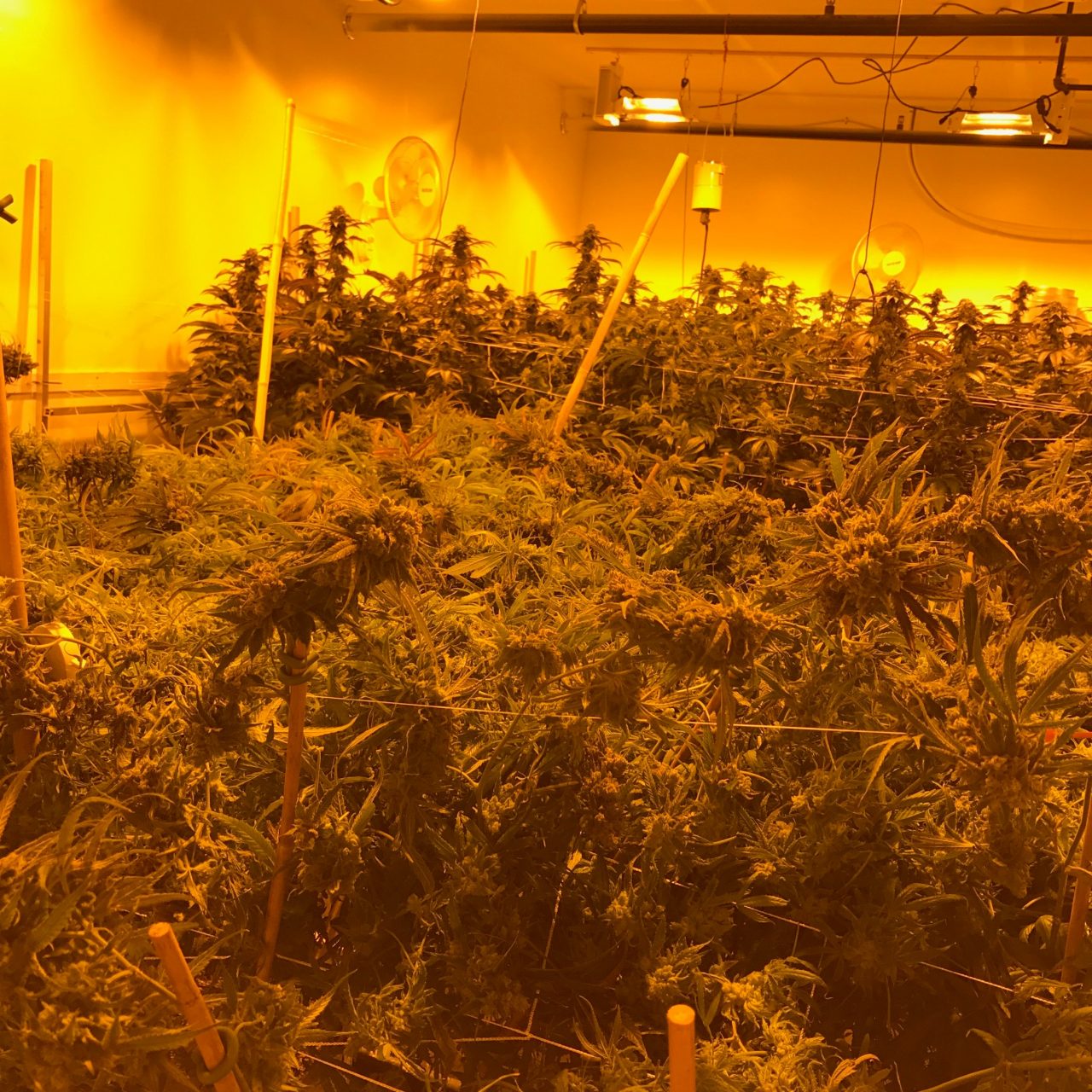 Indoor Grow Rooms Cannabis Grow Room Wall Panels