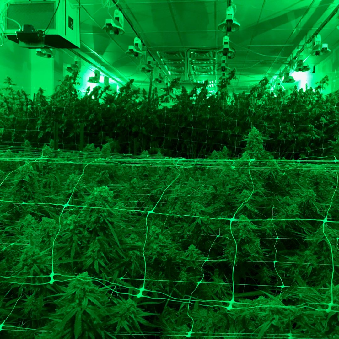 Indoor Grow Rooms Cannabis Grow Room Wall Panels