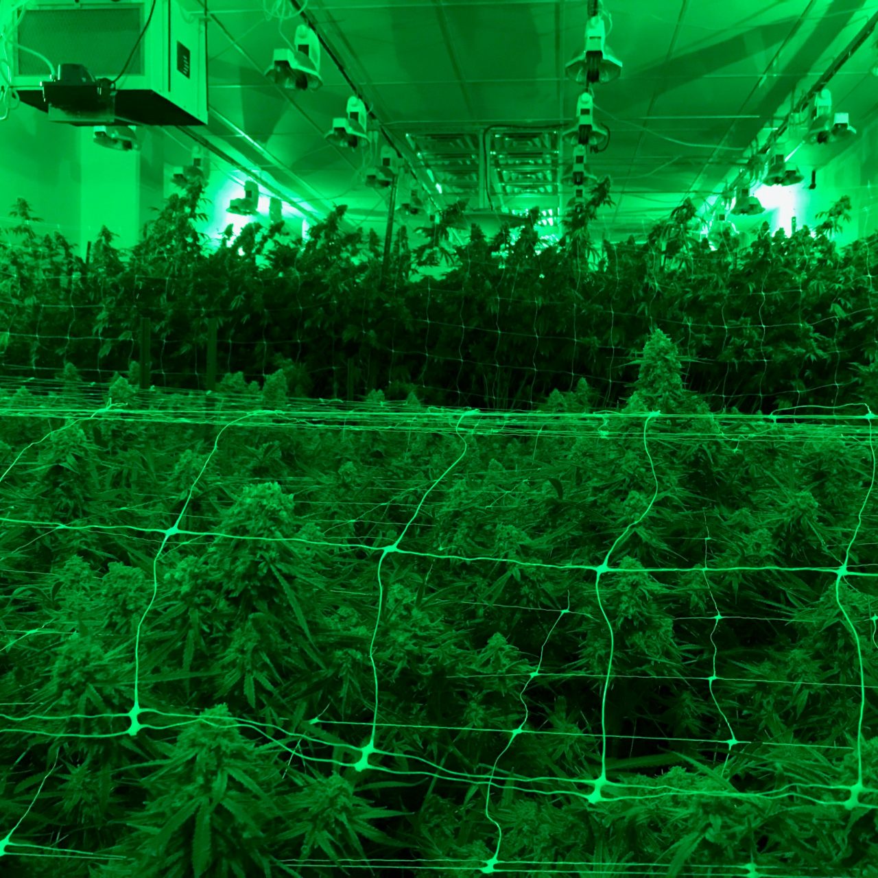 Indoor Grow Rooms Cannabis Grow Room Wall Panels